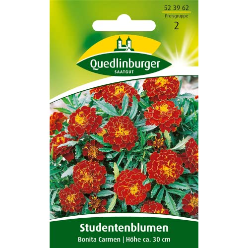 Studentenblume, Bonita Carmen von Quedlinburger