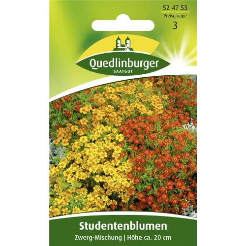 Studentenblume, Zwerg-Mischung von Quedlinburger