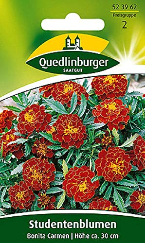 Studentenblumen Bonita Carmen | Höhe ca. 30 cm (Tagetes patula) Juni – Oktober- von Quedlinburger