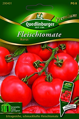 Tomaten Fleisch- Ikarus - Solanum lycopersicon QLB Premium Saatgut Tomaten von Quedlinburger