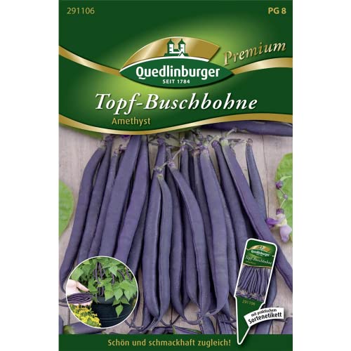 Topf-Buschbohne, Amethyst NEU Topf-Buschbohne, Amethyst NEU von Quedlinburger