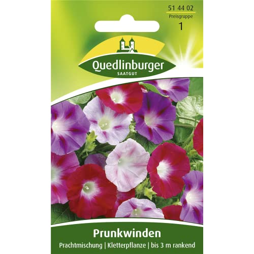 Quedlinburger Saatgut Trichterwinde, Prachtmischung Samen von Quedlinburger