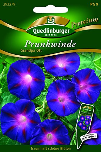 Winde Prunk- Grandpa Ott QLB Premium Saatgut Kletterpflanze von Quedlinburger