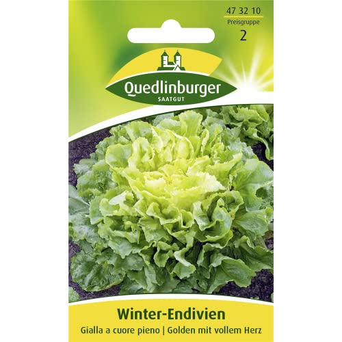 Winter-Endivien Gialla a cuore pieno von Quedlinburger