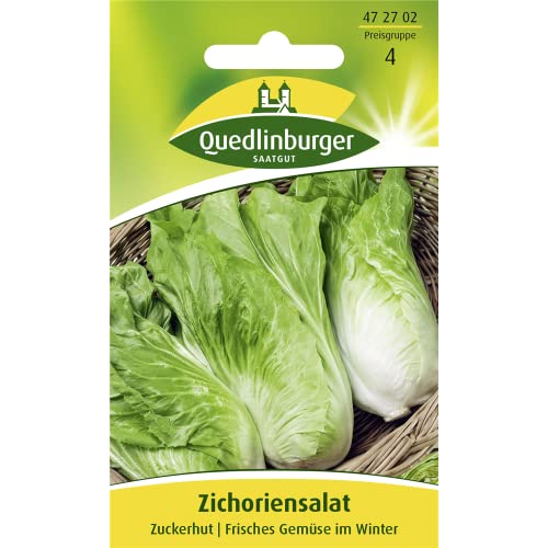 Quedlinburger Saatgut Zichoriensalat, Zuckerhut Samen von Quedlinburger