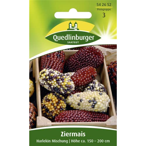 Ziermais, Harlekin Ziermais, Harlekin von Quedlinburger