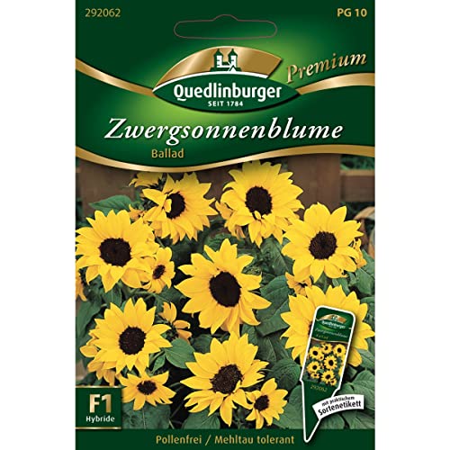 Zwergsonnenblumen, Ballad F1 von Quedlinburger