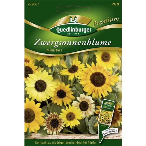 Quedlinburger Saatgut Zwergsonnenblumen, Ministars Samen von Quedlinburger