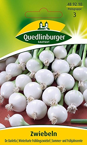 Zwiebelsamen - Zwiebel De Barletta von Quedlinburger Saatgut von Quedlinburger