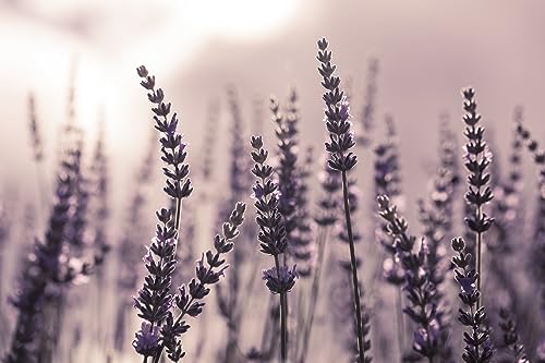 Küchen Spritzschutz Lavendel 80x50x0,3 cm | Küchenrückwand | Alu-DiBond | Fliesenschutz für den Herd und Spüle | Küchenfliesen | Fliesenspiegel | Rückwand von Queence