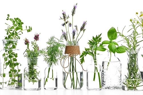 Küchen Spritzschutz Lavendel | Küchenrückwand | Alu-DiBond | Fliesenschutz für den Herd und Spüle | Küche | Küchenfliesen | Fliesenspiegel | Rückwand (Kräuter im Glas 2, 53x35 cm) von Queence