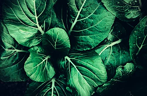 Queence Ceranfeldabdeckung Green Leaves Induktionsherd-Abdeckung 80x52 cm | Herdabdeckplatte aus Acrylglas | Herdschutz | Spritzschutz | Abdeckplatte von Queence