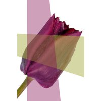 queence Acrylglasbild "Blume" Blumenbilder Blätter Blätterbilder Kunst Pflanzen Pflanzenbilder Fine Art-Print in Galeriequalität queence Acrylglasbild "Blume" Blumenbilder Blätter Blätterbilder Kunst Pflanzen Pflanzenbilder Fine Art-Print in Galeriequalität von Queence