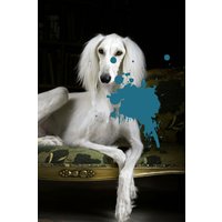 queence Acrylglasbild "Hund mit Farbklecks", Kunst-Gemälde-Hund-Hundebilder-Historische Persönlichkeiten-Formen-Haustiere, Fine Art-Print in Galeriequalität queence Acrylglasbild "Hund mit Farbklecks", Kunst-Gemälde-Hund-Hundebilder-Historische Persönlichkeiten-Formen-Haustiere, Fine Art-Print in Galeriequalität von Queence