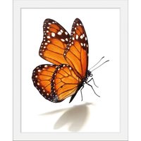 queence Bild "Eazy", Schmetterlinge, (1 St.) von Queence