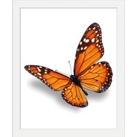 queence Bild "Evelina", Schmetterlinge, (1 St.) von Queence