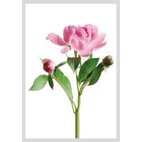queence Bild "Gundula", Blumen, gerahmt, Rosen von Queence