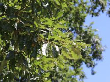 Zerreiche, 10-20 cm, Quercus cerris, Weichwandcontainer von Quercus cerris