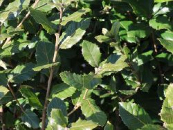 Stein-Eiche, 30-40 cm, Quercus ilex, Containerware von Quercus ilex