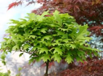 Sumpf-Eiche 'Green Dwarf', Stamm 60 cm, 80-100 cm, Quercus palustris 'Green Dwarf', Stämmchen Sumpf-Eiche 'Green Dwarf', Stamm 60 cm, 80-100 cm, Quercus palustris 'Green Dwarf', Stämmchen von Quercus palustris 'Green Dwarf'