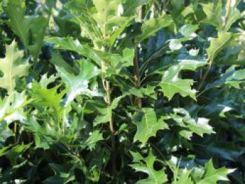 Sumpf-Eiche 'Green Pillar' ®, 60-80 cm, Quercus palustris 'Green Pillar' ®, Containerware von Quercus palustris 'Green Pillar' ®