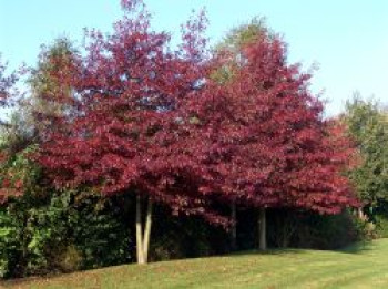 Sumpf-Eiche / Boulevard-Eiche / Spree-Eiche, 80-100 cm, Quercus palustris, Containerware XXL von Quercus palustris