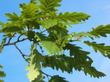 Trauben-Eiche, 80-100 cm, Quercus petraea, Containerware von Quercus petraea