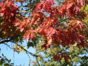Amerikanische Roteiche, 40-60 cm, Quercus rubra, Containerware von Quercus rubra