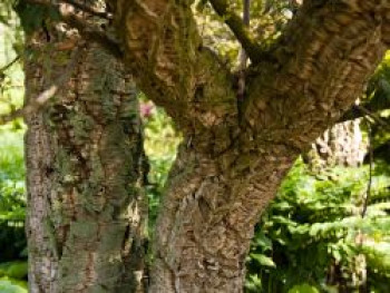 Korkeiche, 80-100 cm, Quercus suber, Containerware von Quercus suber