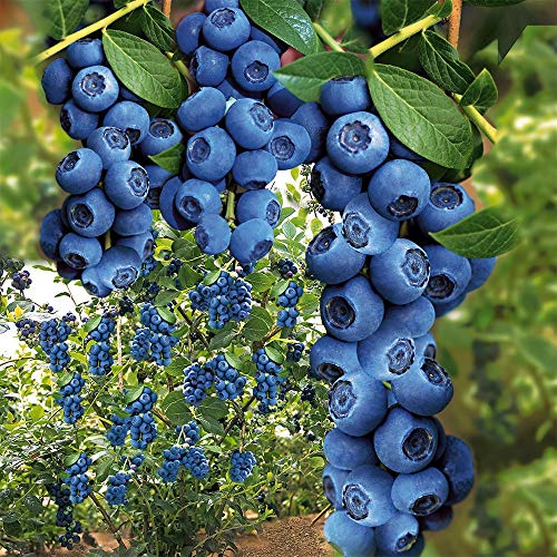 Qulista Samenhaus - 30pcs Selten Heidelbeere 'Hortblue®' Obstsamen Obstbaum mehrjährig winterhart feinaromatisch saftig für Balkon, Terrasse & Garten von Qulista Samenhaus