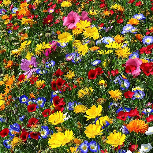 Qulista Samenhaus- 50pcs Wildblumenwiese Mischungen 10m² für Bienen Schmettling Insekten Blumensamen mehrjährig (Aktion Wildblumen 2019: blühende und summende Steiermark) (C) von Qulista Samenhaus