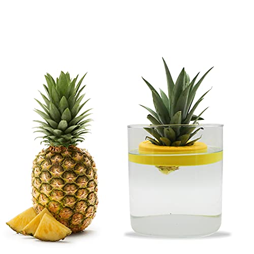 R&R SHOP Ananas-Keimgerät - Schwimmender Topf zur Ananas-Keimung, Pflanzenwachstums-Kit, 100% Mais-Kunststoff (Gelb) von R&R SHOP