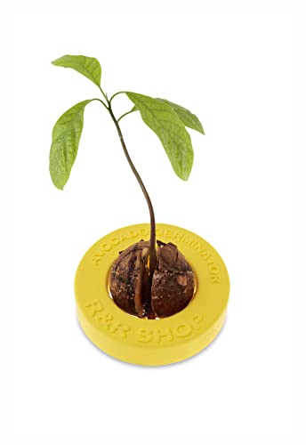 R&R SHOP Avocado Kit Germinator - Schwimmender Topf für die Avocado-Keimung, Samenwachstumskit, 100% Maisplastik (Gelb) von R&R SHOP