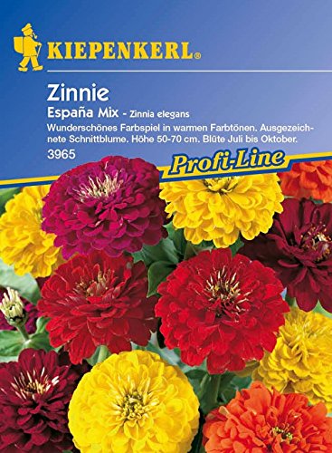 Kiepenkerl, Zinnien, Zinnia elegans Espana Mix von Kiepenkerl