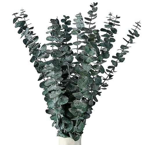 RAVEGO Eukalyptus Getrocknet 15 Stück, Natürliche Trockenblumen, Eukalyptus echt ewig Haltbare Trockenblumen, Dekoration für die perfekte Hochzeit, Blumen Arrangements Heim Decor RAVEGO Eukalyptus Getrocknet 15 Stück, Natürliche Trockenblumen, Eukalyptus echt ewig Haltbare Trockenblumen, Dekoration für die perfekte Hochzeit, Blumen Arrangements Heim Decor von RAVEGO