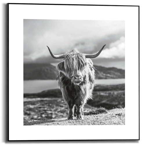 REINDERS Highland Rind Gerahmtes Bild - MDF - 50 x 50 cm - Schwarz von REINDERS