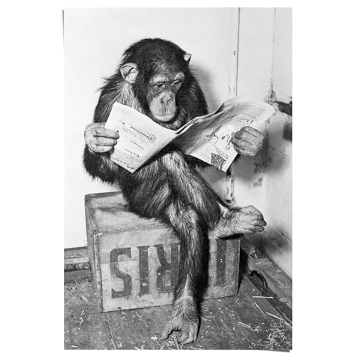 REINDERS Poster Chimp Zeitung Affe Schimpanse - Papier 61 x 91.5 cm Schwarz-Weiß Wohnzimmer Humor von REINDERS