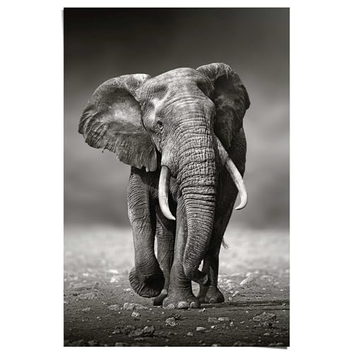 REINDERS Poster Elefant Naturmotiv - Tier - Modern - Papier 61 x 91.5 cm Schwarz Wohnzimmer Tiere von REINDERS