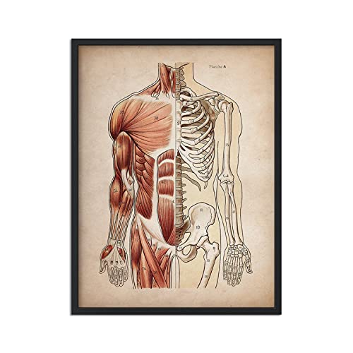 REYTOL Vintage Human Muscular Anatomy Medical Plakate Skelett -Organsystem Wand Bilder Medizinische Ausbildung Leinwand Bild Wohnzimmer Wohnkultur Bilder （Kein Rahmen） von REYTOL