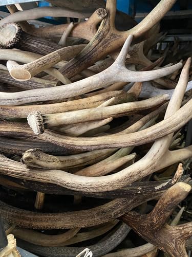 RF - Deer Natürliches Hirschgeweih 1 kg (20–30 cm, 4–8 Stück) – Dekorationselemente Kunst, Kauknochen für Hunde Kauartikel, Ökologische Geweihe, Perfekt für Hundespielzeug, Kauspielzeug Leckerlis von RF - Deer