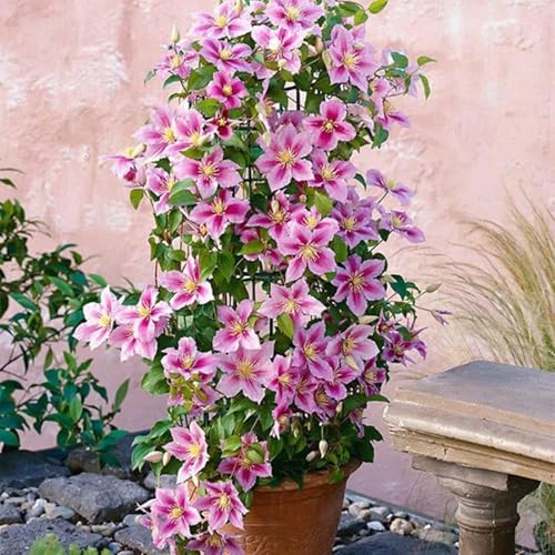 RFEGJVII 100 PCs Clematis-Samen, seltene Kletterssamenblumensamen, schnell wachsende Nicht-Gentechnik-Erbstücks-Staudenblüten, leicht zu züchtete Clematis-Sorte, Outdoor-Gartengarten Akzent C 100p von RFEGJVII