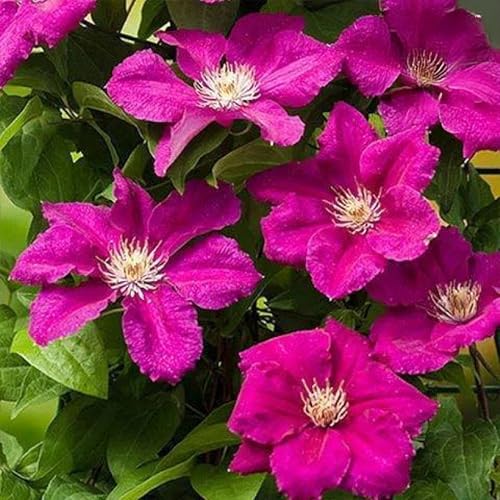 RFEGJVII 100 PCs Clematis-Samen, seltene Kletterssamenblumensamen, schnell wachsende Nicht-Gentechnik-Erbstücks-Staudenblüten, leicht zu züchtete Clematis-Sorte, Outdoor-Gartengarten Akzent M 100p von RFEGJVII