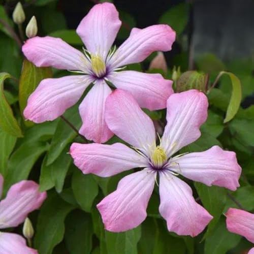 RFEGJVII 100 PCs Clematis-Samen, seltene Kletterssamenblumensamen, schnell wachsende Nicht-Gentechnik-Erbstücks-Staudenblüten, leicht zu züchtete Clematis-Sorte, Outdoor-Gartengarten Akzent ich 10 von RFEGJVII
