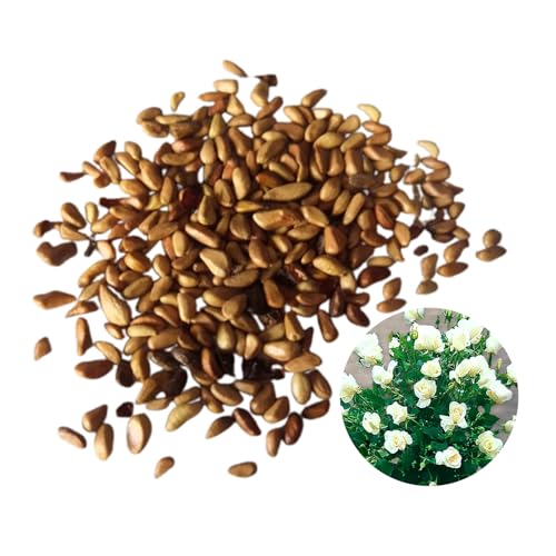RFEGJVII 100 PCs Stumpf Rosensamen leicht zu kultivieren Stamm Rosensamen lange blühende Rosensamen für Garten Balkon Dekoration Stumpf Rosensamen Stumpf Rosensamen A RFEGJVII 100 PCs Stumpf Rosensamen leicht zu kultivieren Stamm Rosensamen lange blühende Rosensamen für Garten Balkon Dekoration Stumpf Rosensamen Stumpf Rosensamen A von RFEGJVII