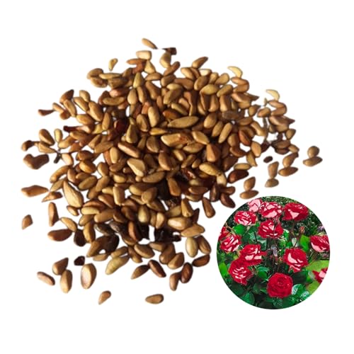 RFEGJVII 100 PCs Stumpf Rosensamen leicht zu kultivieren Stamm Rosensamen lange blühende Rosensamen für Garten Balkon Dekoration Stumpf Rosensamen Stumpf Rosensamen B RFEGJVII 100 PCs Stumpf Rosensamen leicht zu kultivieren Stamm Rosensamen lange blühende Rosensamen für Garten Balkon Dekoration Stumpf Rosensamen Stumpf Rosensamen B von RFEGJVII