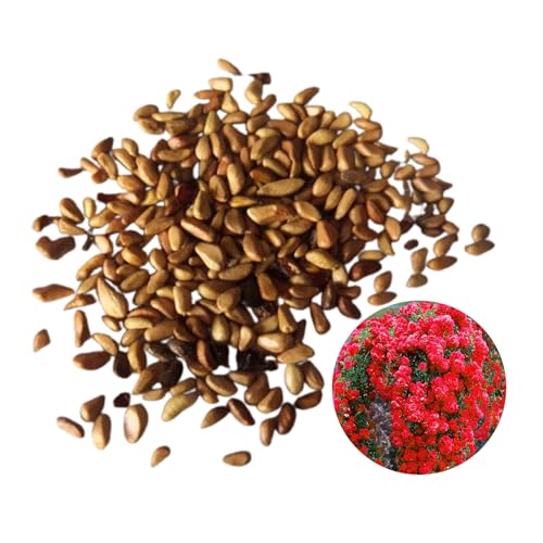 RFEGJVII 100 PCs Stumpf Rosensamen leicht zu kultivieren Stamm Rosensamen lange blühende Rosensamen für Garten Balkon Dekoration Stumpf Rosensamen Stumpf Rosensamen C RFEGJVII 100 PCs Stumpf Rosensamen leicht zu kultivieren Stamm Rosensamen lange blühende Rosensamen für Garten Balkon Dekoration Stumpf Rosensamen Stumpf Rosensamen C von RFEGJVII