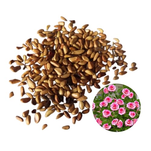 RFEGJVII 100 PCs Stumpf Rosensamen leicht zu kultivieren Stamm Rosensamen lange blühende Rosensamen für Garten Balkon Dekoration Stumpf Rosensamen Stumpf Rosensamen D RFEGJVII 100 PCs Stumpf Rosensamen leicht zu kultivieren Stamm Rosensamen lange blühende Rosensamen für Garten Balkon Dekoration Stumpf Rosensamen Stumpf Rosensamen D von RFEGJVII