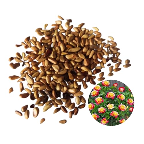 RFEGJVII 100 PCs Stumpf Rosensamen leicht zu kultivieren Stamm Rosensamen lange blühende Rosensamen für Garten Balkon Dekoration Stumpf Rosensamen Stumpf Rosensamen E RFEGJVII 100 PCs Stumpf Rosensamen leicht zu kultivieren Stamm Rosensamen lange blühende Rosensamen für Garten Balkon Dekoration Stumpf Rosensamen Stumpf Rosensamen E von RFEGJVII
