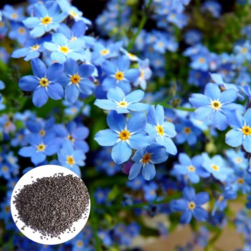 RFEGJVII 100 PCs vergessen mich nicht Samen blaue Myosotis Samen mehrjährige Blüten Erdbedeckung Myosotis Samen für Gärten Yards Pflanzen vergessen mich nicht Samen Blau RFEGJVII 100 PCs vergessen mich nicht Samen blaue Myosotis Samen mehrjährige Blüten Erdbedeckung Myosotis Samen für Gärten Yards Pflanzen vergessen mich nicht Samen Blau von RFEGJVII