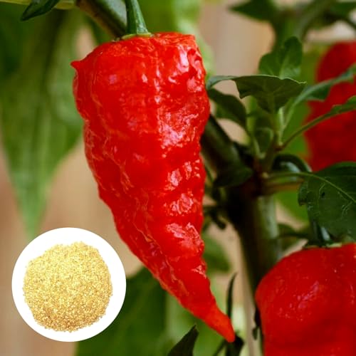RFEGJVII 100 Stcs Red Devil Pfeffersamen Italienisch Teufel Heißpfeffer Samen Erbstück Gemüsesamen für Gärten Gewächshäuser Red Devil Pfeffersamen Rote Teufel Pfeffersamen Rot RFEGJVII 100 Stcs Red Devil Pfeffersamen Italienisch Teufel Heißpfeffer Samen Erbstück Gemüsesamen für Gärten Gewächshäuser Red Devil Pfeffersamen Rote Teufel Pfeffersamen Rot von RFEGJVII